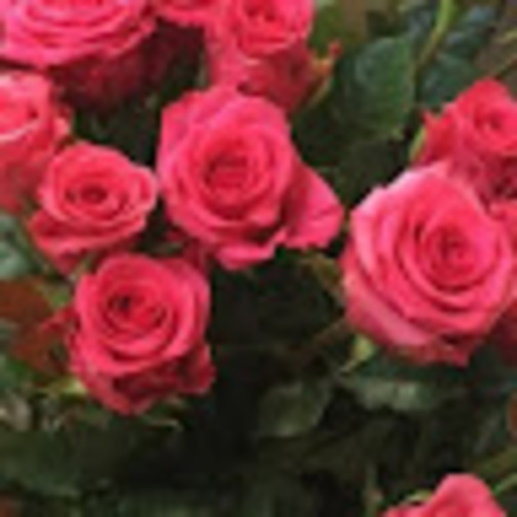 Meet your Posher, Curry - Picture 1 of 1